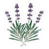 Lavender Therapeutic Massage Oil